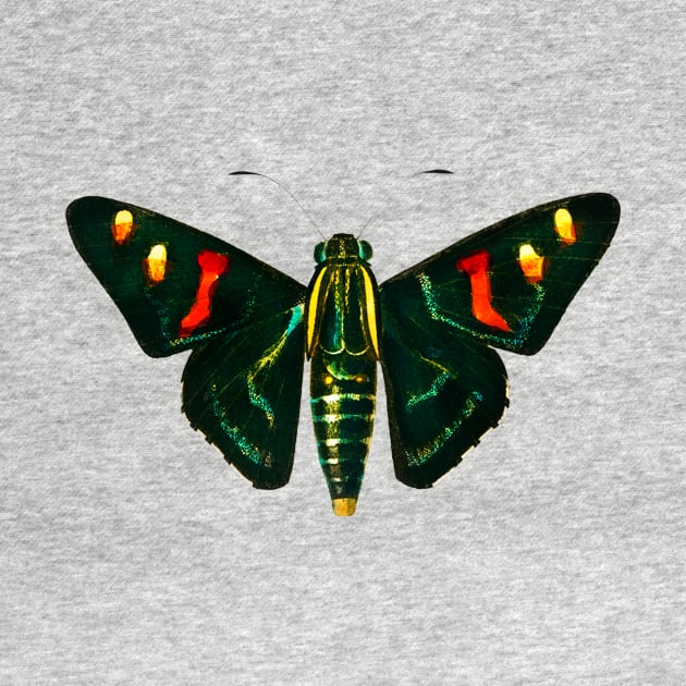 Butterfly Hyades horsfildii, Taenaris horsfieldii by gdimido